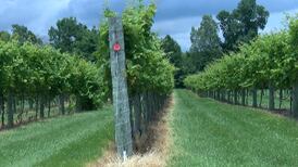 Southern Ill. tourism booming despite pandemic