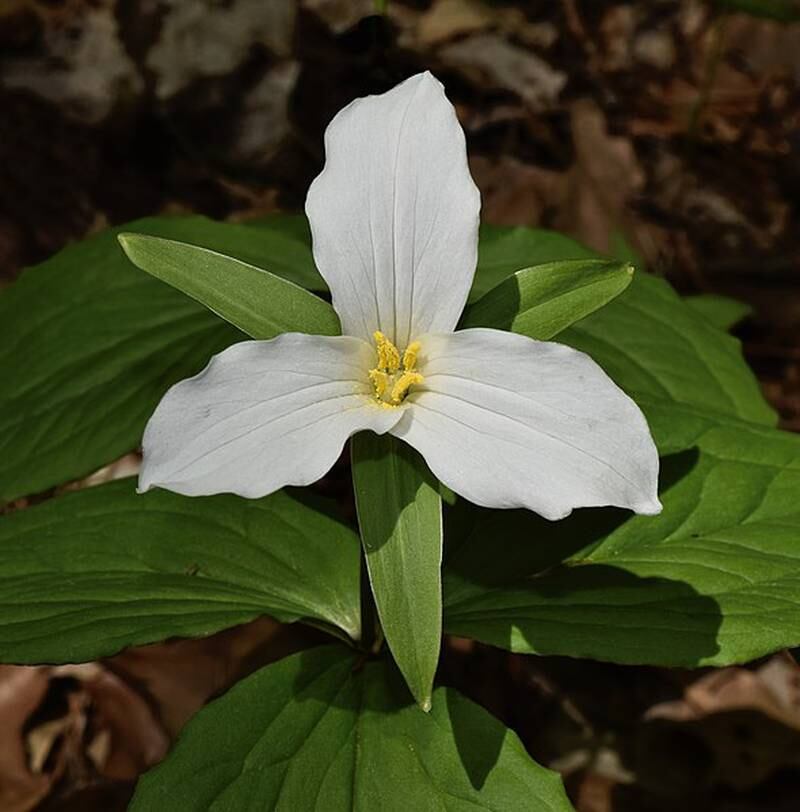 Trillium Trail: The best spring wildflower hiking spot in southern Illinois