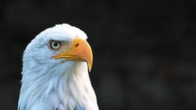 MDC hosting eagle-watching events from Dec. through Feb.