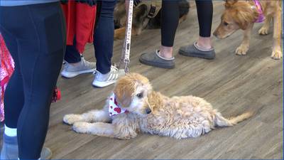 Busch Pet Supply hosts photoshoots for Valentine’s Day