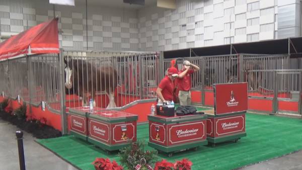 Budweiser clydesdales in Marion, Ill.; will appear in parade