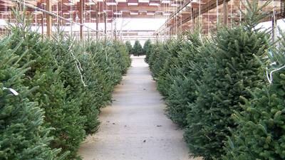 Knights of Columbus Black Friday Tree Sale in Paducah