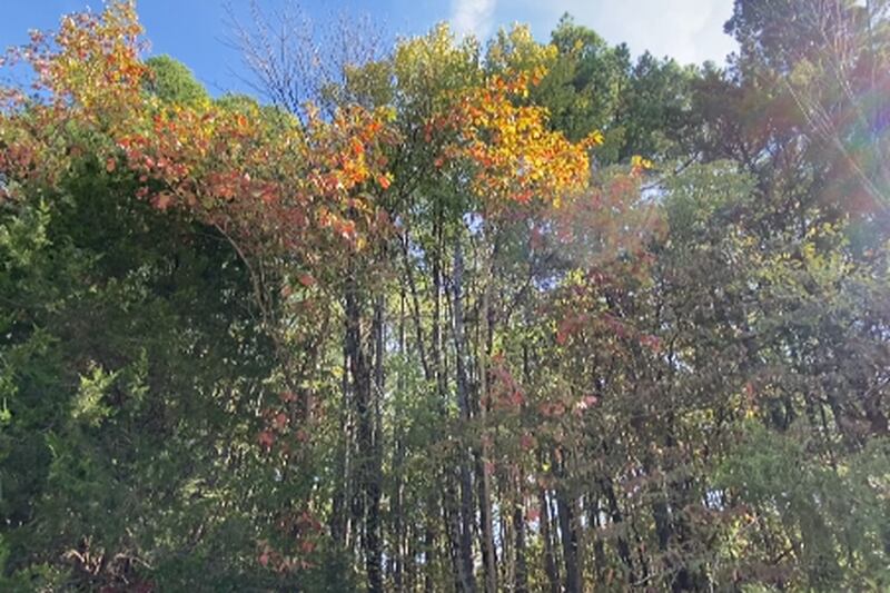Friends of the Shawnee to host National Public Lands Day event