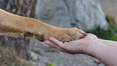 Bark in the Park event to be held Sunday in Chaffee, Mo.